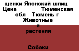 щенки Японский шпиц › Цена ­ 35 000 - Тюменская обл., Тюмень г. Животные и растения » Собаки   . Тюменская обл.,Тюмень г.